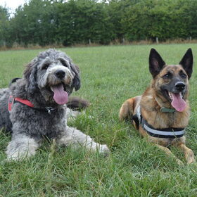 Hondenfoto van Dutchshepherdteam 