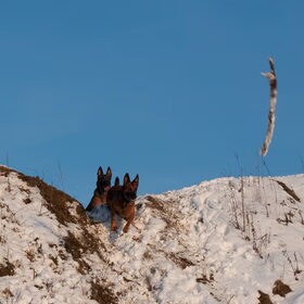 Hondenfoto van De Mecheltjes clan
