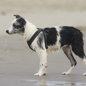 Hondenfoto van Angelique; Bruno, Charlie & Fenna  