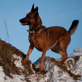 Hondenfoto van De Mecheltjes clan