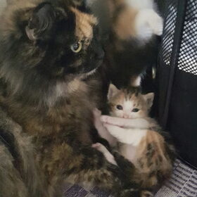 Hondenfoto van laura   Diva&Nova