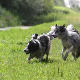 Hondenfoto van Angelique; Bruno, Charlie & Fenna  