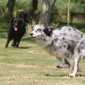 Hondenfoto van Angelique; Bruno, Charlie & Fenna  