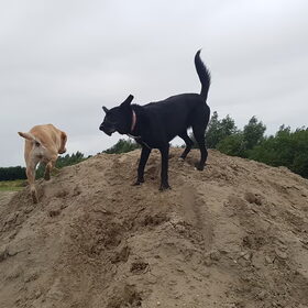 Hondenfoto van laura   Diva&Nova