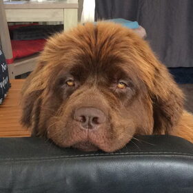 Hondenfoto van Willemijn - baasje van Vika .           Bams  en Ogin   ¥ .