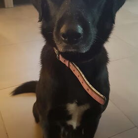 Hondenfoto van laura   Diva&Nova