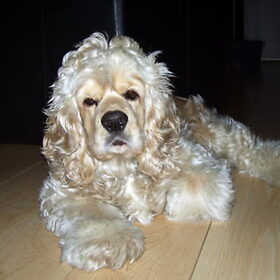 Hondenfoto van JOY