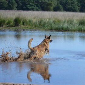 Hondenfoto van Dutchshepherdteam 