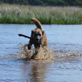 Hondenfoto van Dutchshepherdteam 