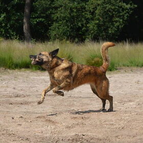 Hondenfoto van Dutchshepherdteam 