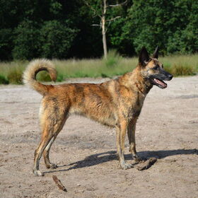 Hondenfoto van Dutchshepherdteam 