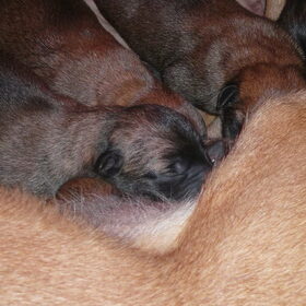 nieuwe pup