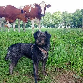Hondenfoto van Ciska en Spanjaardje Moh (Bambi r.i.p.)