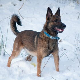 Yellow snow, ik zag pas later dat Sky stond te plassen.