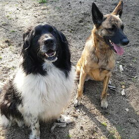 Hondenfoto van Dutchshepherdteam 