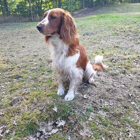Hondenfoto van Dutchshepherdteam 