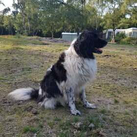 Hondenfoto van Dutchshepherdteam 