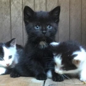 Hondenfoto van Sigrid, Sandy, Diva & Nala