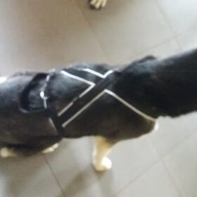 Hondenfoto van Jeanine :)