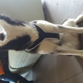Hondenfoto van Jeanine :)
