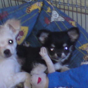 Diego en Shady lekker knus in hun mandje!