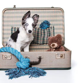 Hondenfoto van Angelique; Bruno, Charlie & Fenna  