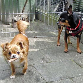 Samen spelen achter het huis.