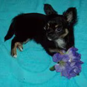 Hondenfoto van kwenda ,chihuahua