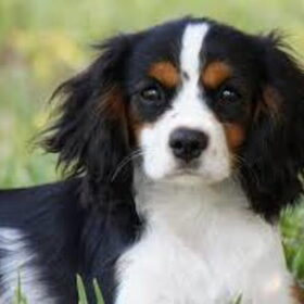 Hondenfoto van Dutchshepherdteam 