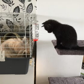 Hondenfoto van Sigrid, Sandy, Diva & Nala