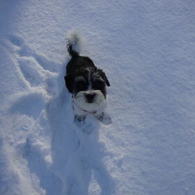 Weeeer sneeuw 30-1-2010