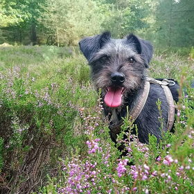 Hondenfoto van Ciska en Spanjaardje Moh (Bambi r.i.p.)