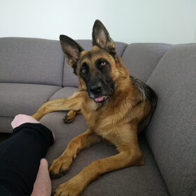 Hondenfoto van Indy haar bazin.