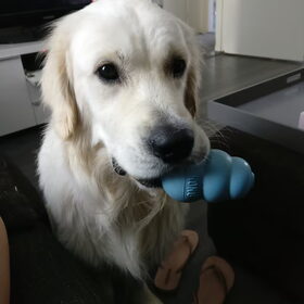 Hondenfoto van Kel