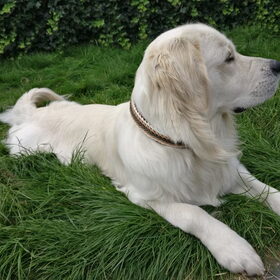 Hondenfoto van Kel