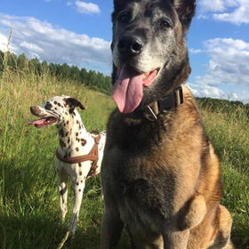 Hondenfoto van Angie, Jolie †, Sooki en Pipa Skye