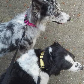 Hondenfoto van Angelique; Bruno, Charlie & Fenna  