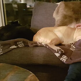 Hondenfoto van laura   Diva&Nova