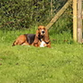 Sara onze franse basset