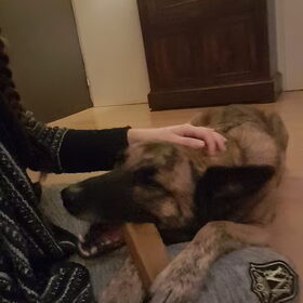 Hondenfoto van Dutchshepherdteam 