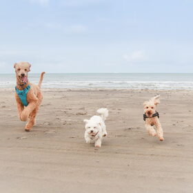 Hondenfoto van Inge, baasje van Gina, Flynn en Wobbe