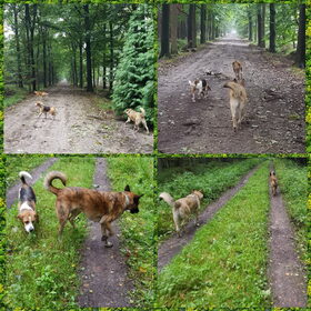 Hondenfoto van Dutchshepherdteam 