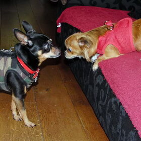 Balou en Lotus.