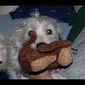 Dit is Iggy, met haar favoriete knuffel beestje, haar aapje…
