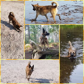 Hondenfoto van Dutchshepherdteam 