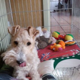 Hondenfoto van Gerda - Roland .. Genia , R.I.P Xana & Riski