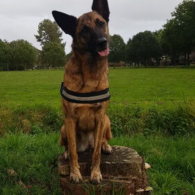 Hondenfoto van Dutchshepherdteam 