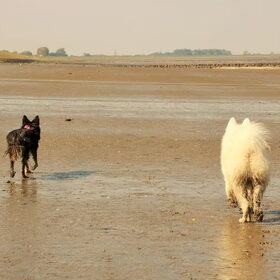 Hondenfoto van Team Black & White
