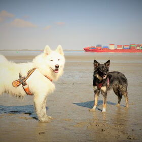 Hondenfoto van Team Black & White