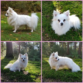 Hondenfoto van Dutchshepherdteam 